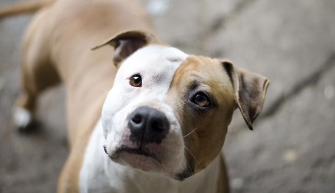 Amenzi pentru constănțenii care își lasă liberi câinii - americanstaffordshireterrier-1546598276.jpg