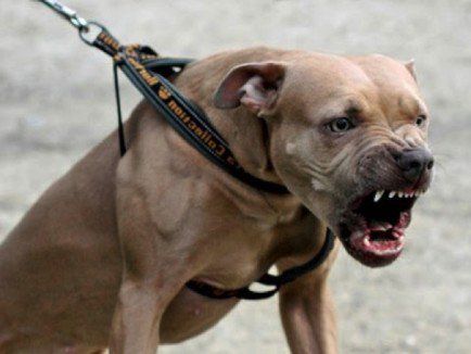 COPIL DE 6 ANI, ATACAT DE UN CÂINE DE LUPTĂ! Animalul i-a sfâșiat piciorul - amstaff465x390-1536304192.jpg