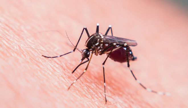 Călătoriți în zonele tropicale? Aveți grijă la malarie! - analizemedicalefebraboaladengue-1706810350.jpg