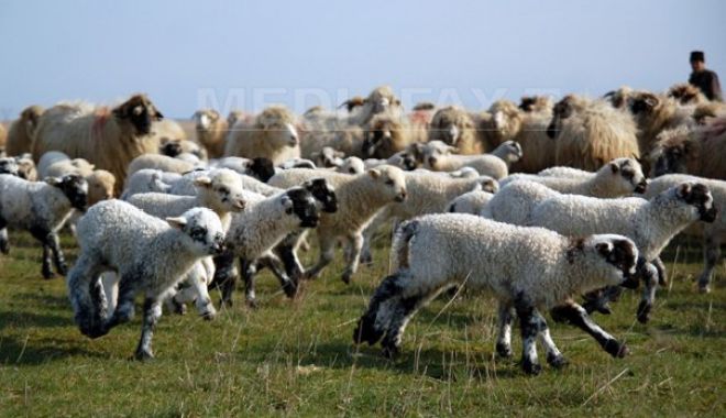 A început plata ajutorului de stat pentru ameliorarea raselor de animale - anceputplataajutoruluidestat509-1567682311.jpg