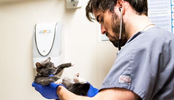 Rusia a înregistrat primul vaccin anti-Covid pentru animale - animal-1617183553.jpg