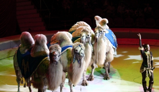 Dresura de animale ar putea fi exclusă din activitatea Circului Globus - animale-1485614737.jpg