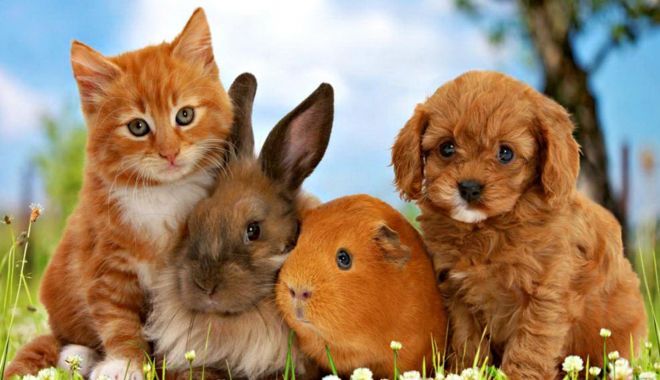 Câte animale de companie pot transmite COVID-19 oamenilor. Ce spun cele mai recente studii - animale-1644423925.jpg