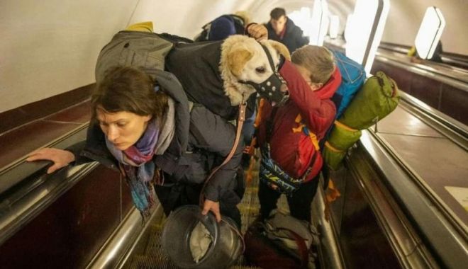 Animalele de companie ale refugiaților din Ucraina vor putea fi găzduite într-un adăpost specializat din Galaţi - animale-1645975219.jpg