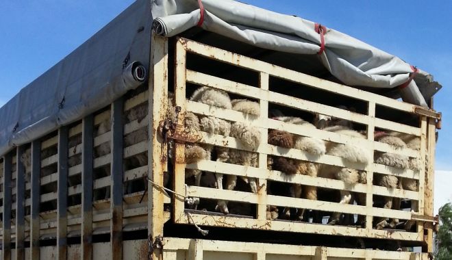 Șoferii care transportă animale vii vor avea nevoie de un nou document