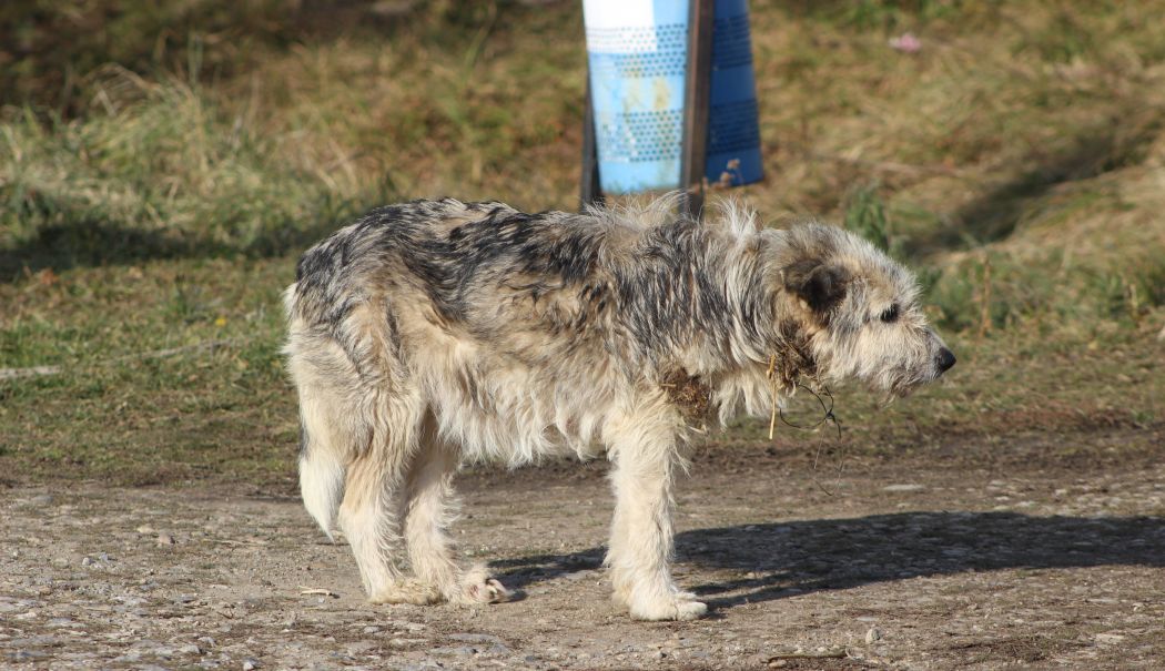 Persoanele care îşi abandonează animalele, identificaţi cu ajutorul dronelor. Iată ce amenzi riscă - animale-1760105876.jpg