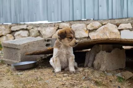 Bărbat de 33 de ani din Constanța, reținut pentru cruzime față de animale - animale-1765812541.webp
