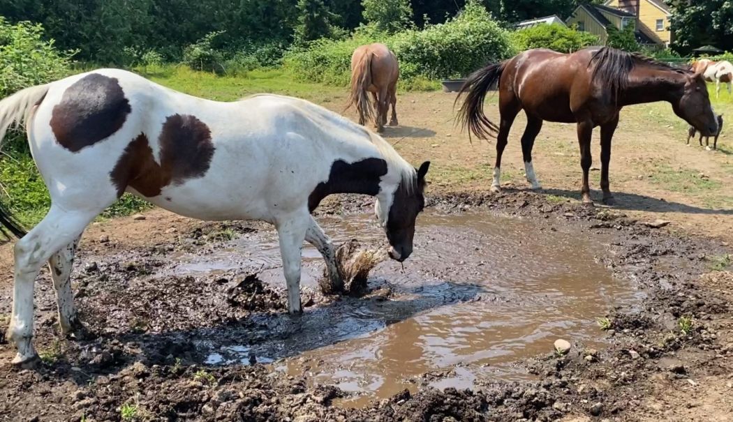 Recomandări pentru protejarea sănătăţii animalelor pe timp de vreme nefavorabilă - animale-2-1759493342.jpg