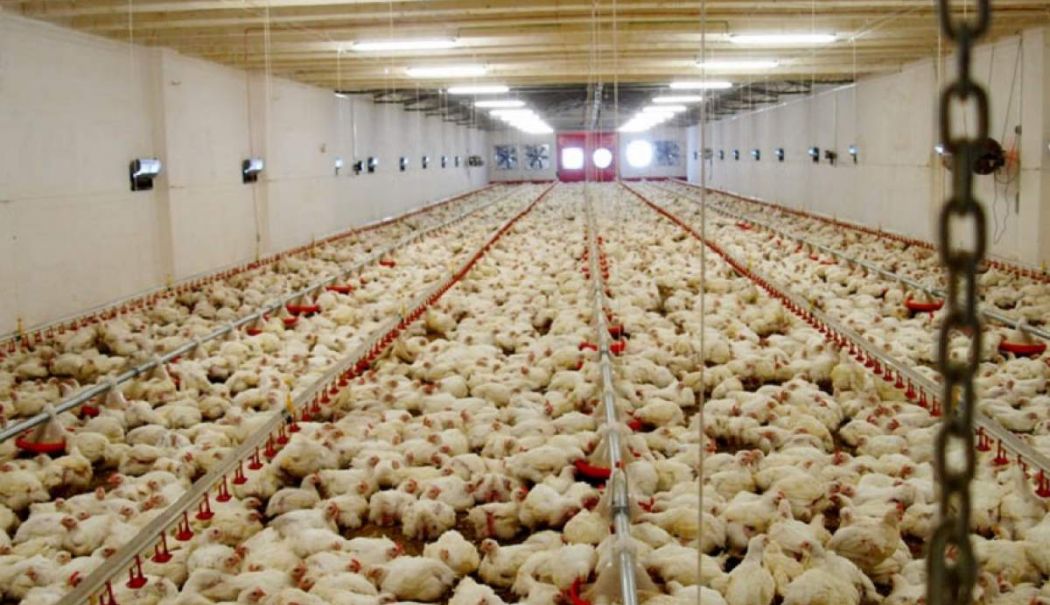 La finele anului trecut, efectivele de animale şi păsări înregistrate erau în scădere - animale-si-pasari-1721574244.jpg
