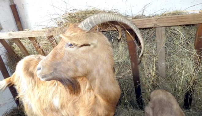 Și animalele trebuie protejate de frig! Iată ce trebuie să faceți - animale1-1519924647.jpg