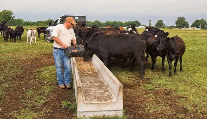 Nicu Vasile: Peste 90% din totalul fermelor din România sunt afaceri de familie - animalefermasursafotoeconomica-1706636855.jpg