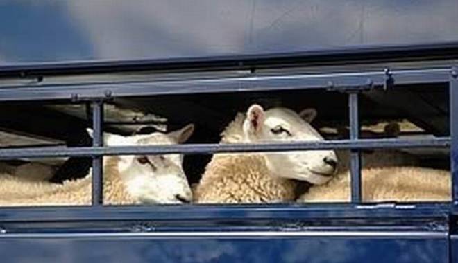 Hoții de animale își fac 