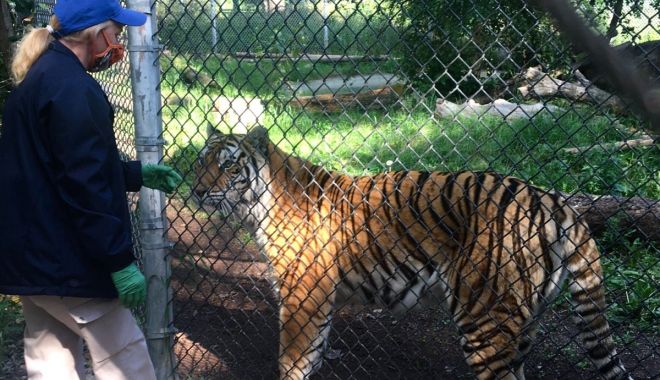 Animalele de la o grădină zoologică din SUA, vaccinate anti-Covid - animalele-1625414211.jpg