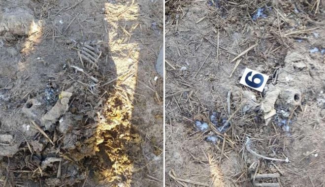 Patronul unei firme de incinerare, trimis în judecată - animalemidia-1632061258.jpg