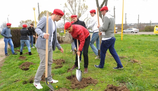Tinerii din PSD Constanța au plantat 250 de salcâmi - ant92251366025784-1366061283.jpg