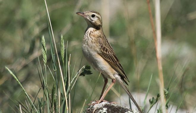 Premieră / Specie siberiană de pasăre, descoperită în Dobrogea - anthusrichardi-1545647284.jpg