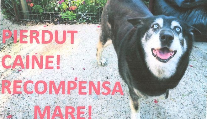 Apel la constănţeni pentru a găsi un câine Husky pierdut - anunt-1606905920.jpg