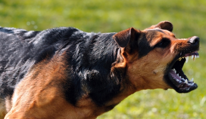 A omorât un câine cu târnăcopul,  apoi s-a lăudat cu fapta sa pe internet - aomorat-1486747368.jpg