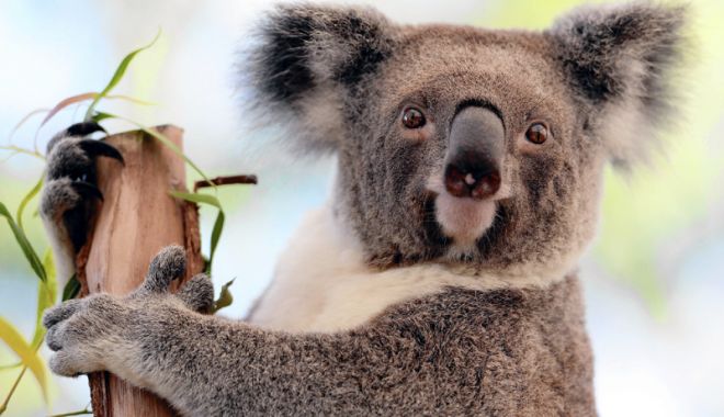 Aparențele  înșală - aparentele-1531916265.jpg