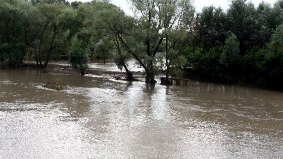 COD GALBEN pe Dunăre! - apeledunariicrestere-1401983494.jpg