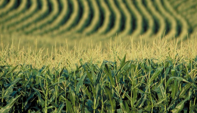 APIA Constanța, despre ajutorul pentru agricultura ecologică - apia-1348178571.jpg