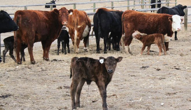 APIA face plățile aferente ajutorului de stat pentru ameliorarea raselor de animale - apiafaceplatile-1545149712.jpg