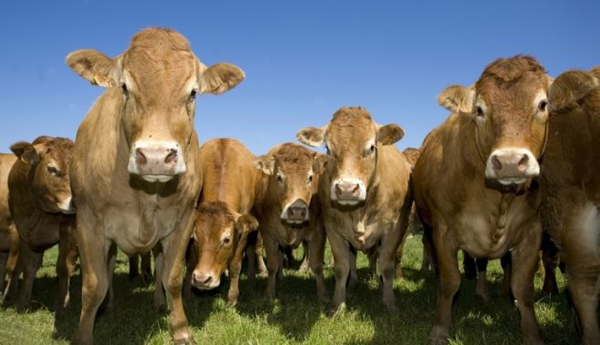 Peste 100.000 de fermieri au depus cereri pentru Măsura 21 - apiamasura21sursaprofitro-1603712613.jpg