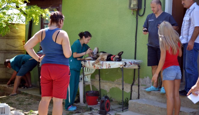 Aproape 150 de câini, sterilizați gratuit la Mangalia - aproape150decainisterilizatimang-1408721037.jpg
