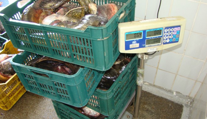 Aproape 60 kilograme de pește, confiscate de polițiștii de frontieră - aproape60kilo-1400145191.jpg