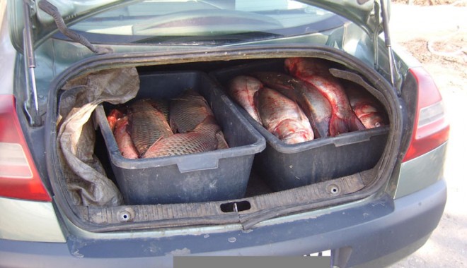 Aproximativ 100 de kilograme de crap, confiscate - aproximativ100kilograme-1363712998.jpg