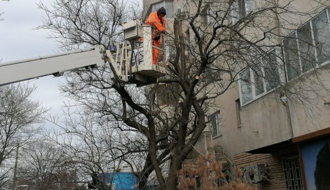 Arborii din Constanța, pregătiți de primăvară - arboriidinconstanta-1580800332.jpg