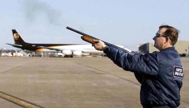 Armele de foc vor fi utilizate din nou împotriva păsărilor de pe aeroporturi - armele-1443357296.jpg