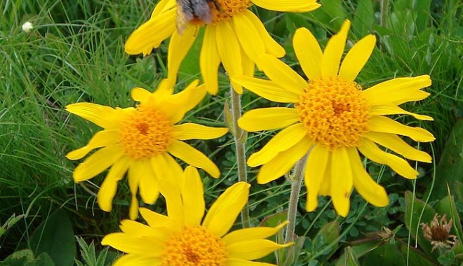 Arnica,  pomada minune împotriva rănilor - arnica-1313763189.jpg