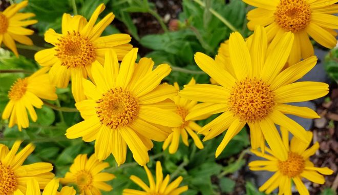 Consumată în forma sa pură, arnica este toxică şi vă afectează sănătatea - arnica-1698844084.jpg
