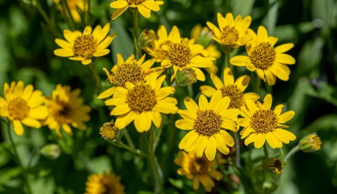 Arnica poate contribui la accelerarea procesului de vindecare a vânătăilor - arnica-1702816176.jpg