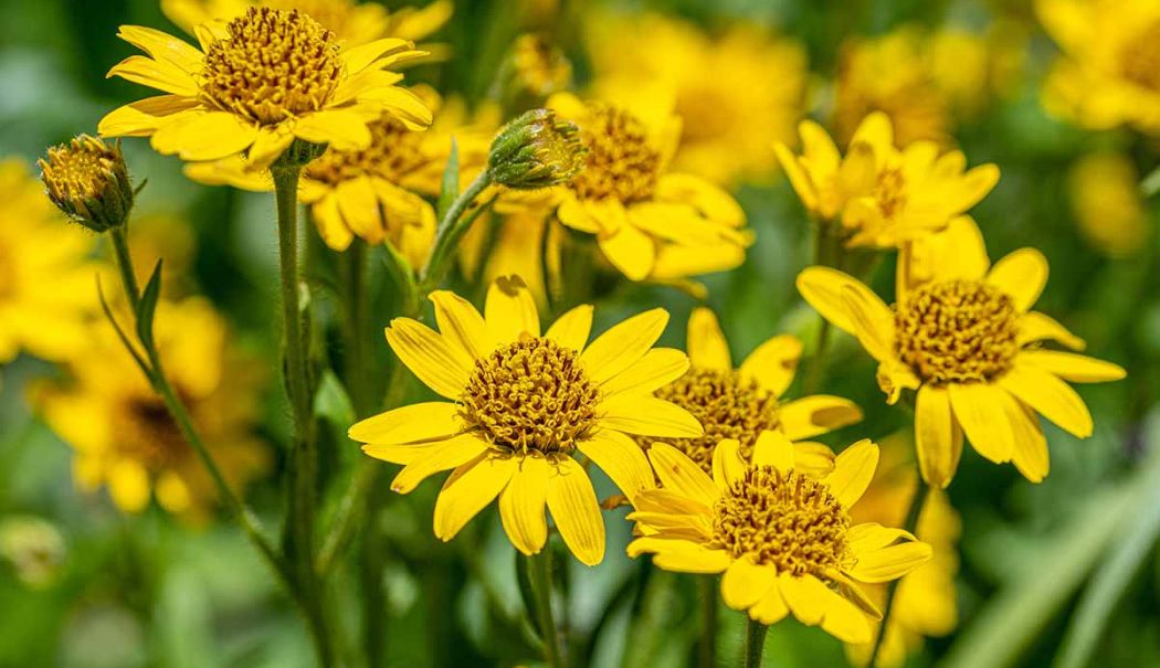 Preparatele pe bază de arnică au acțiune antiinflamatoare, analgezică și antiseptică - arnica-1719923447.jpg
