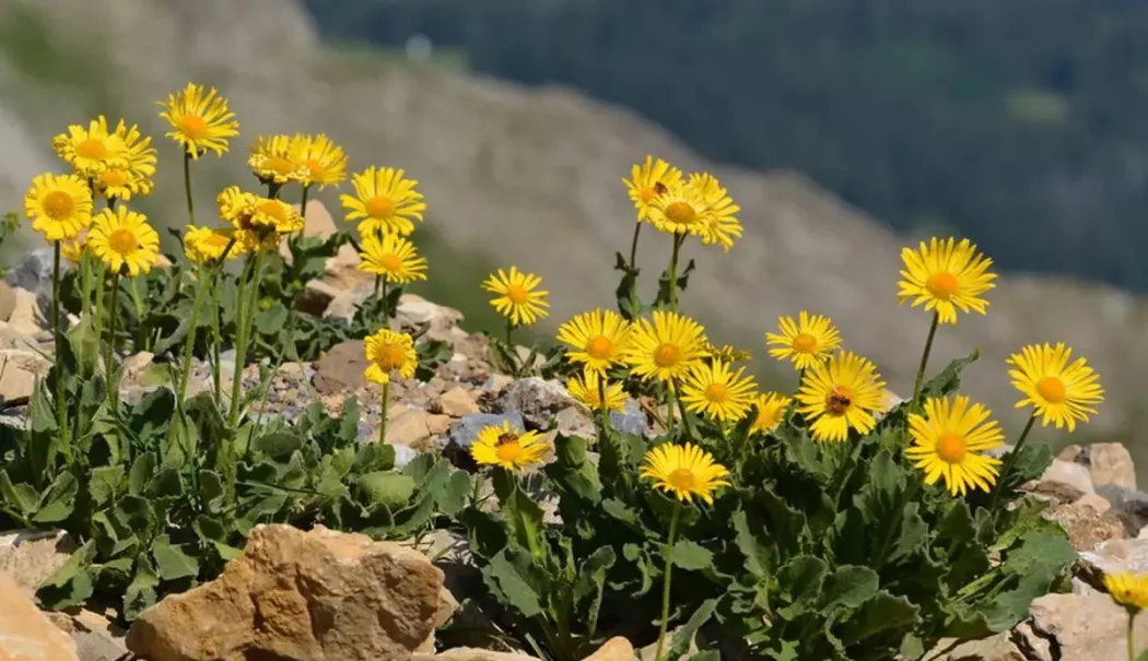 Arnica, remediul natural care vă ajută să calmați durerea și inflamația - arnica-1775555882.webp