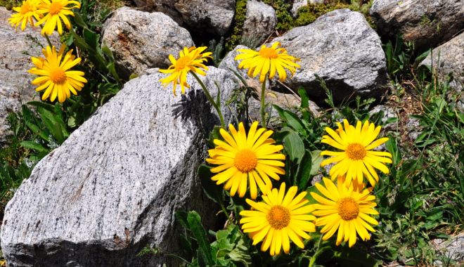 Arnica poate fi utilizată sub formă de pansament cicatrizant pentru răni - arnica2-1624559482.jpg