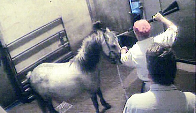 Foto șocant! Iată cum sunt uciși caii în abatoarele din Marea Britanie - article22788891796b05a000005dc55-1360918534.jpg