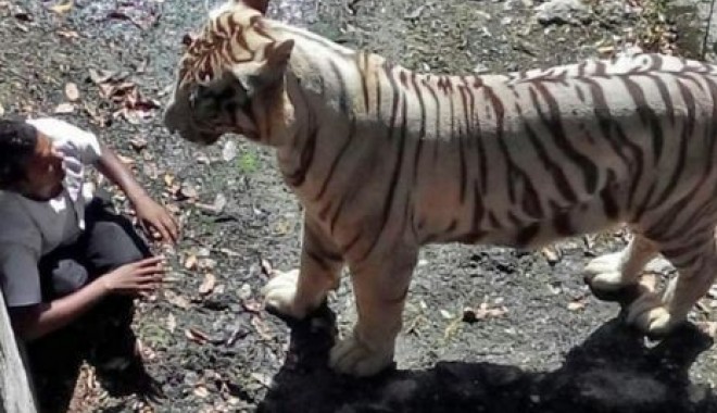 VIDEO ȘOCANT! Sfâșiat după ce a intrat în cușca TIGRULUI de la Zoo - article276632921985ae10000057860-1411560344.jpg