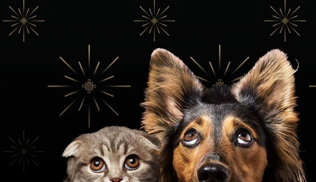 Un alt oraș din România renunță la artificiile de Revelion pentru a proteja animalele - artificii-1761563885.jpg