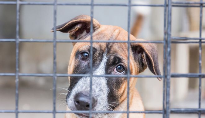 Polițiștii au găsit peste 100 de animale chinuite într-un adăpost improvizat - asadscareddogbehindbarsmaybeinas-1610204030.jpg