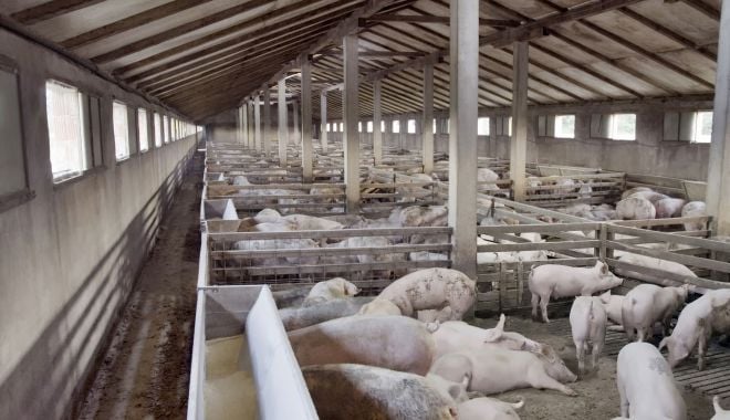 Producătorii de carne de porc, nemulţumiţi de diferenţele de preţ - asociatia-1623347606.jpg