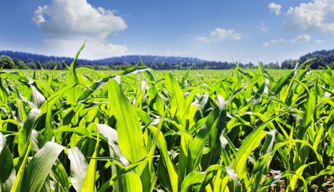 Asociaţia Producătorilor Agricoli Dobrogeni a semnat o colaborare cu Asociaţia Producătorilor de Porumb din România - asociatiaproducatorilor-1616763999.jpg
