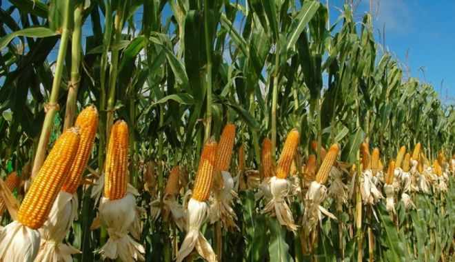 Asociația Producătorilor de Porumb cere autorizarea tratamentului semințelor cu insecticide - asociatiaproducatorilordeporumbc-1639161832.jpg