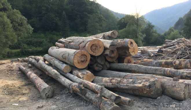 Asociaţia Prolemn condamnă blocarea accesului la resursa de lemn - asociatiaprolemn-1637506370.jpg
