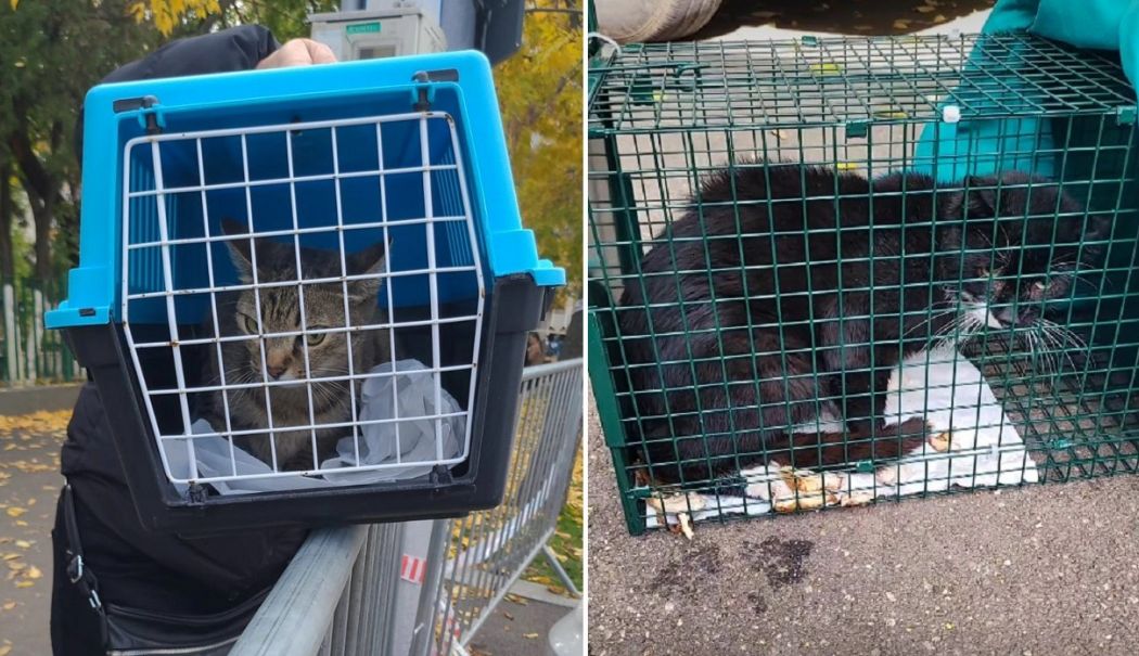 Animale rămase captive în blocul care a explodat. Autoritățile se chinuie să salveze o pisică de la etajul opt - asociatiatnrluptasasalvezecatmai-1761219373.jpg