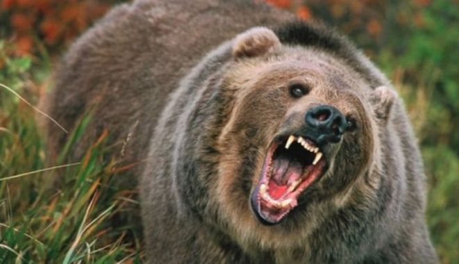 Femeie atacată de un urs în propria gospodărie. Soțul a ucis animalul cu toporul - atac-1539873295.jpg