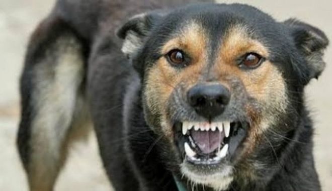 O femeie a fost sfâșiată de câini, în timp ce se plimba cu fiul ei în brațe - atac-1632378912.jpg