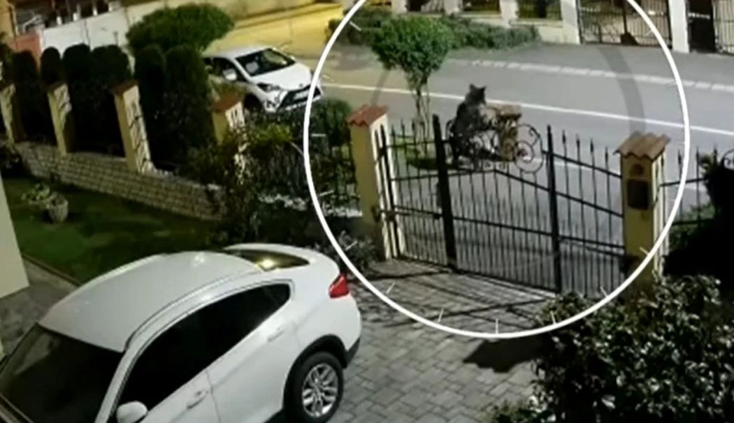 Șeful Salvamont din Predeal atacat de urs pe stradă - atac-urs-1743403768.jpg